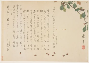 Oak branch and acorns